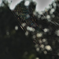 Golverig - Single - Flowt