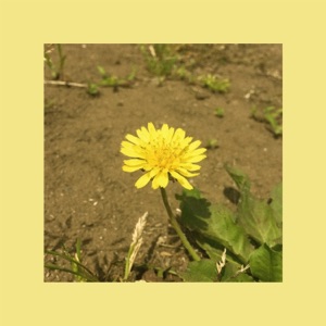 Dandelion - Single