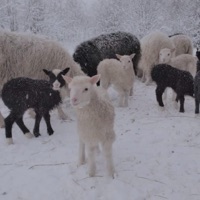 OVELHAS - Single - SKAR 888