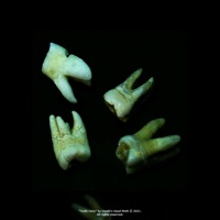 Tooth Fairy - Single - Death's Head Moth