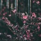 Lovebird - SoniiBeatz lyrics
