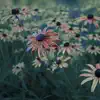 Crazy Daisy