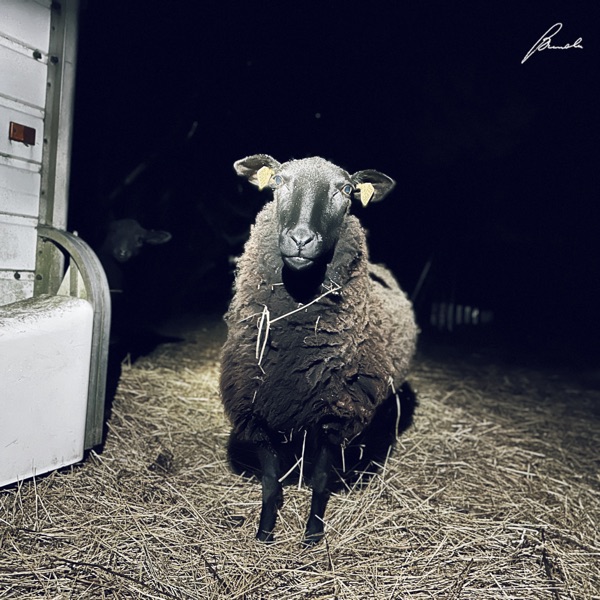 Glimmer - Single