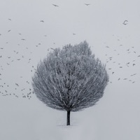 Winter - Single - Ferven