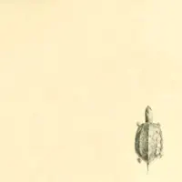 Verde — Bahía Mansa