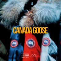 Canada Goose - Single - Zvck