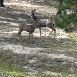 Dear God (poetic freestyle) cjraw13