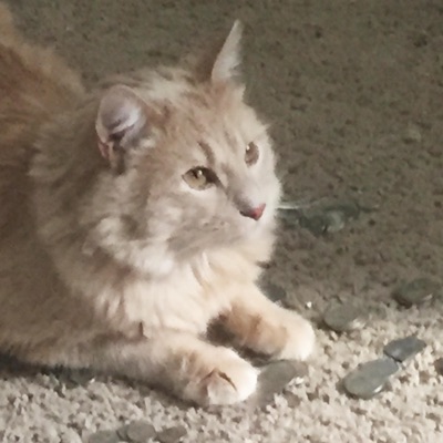 Low-budget High - EP