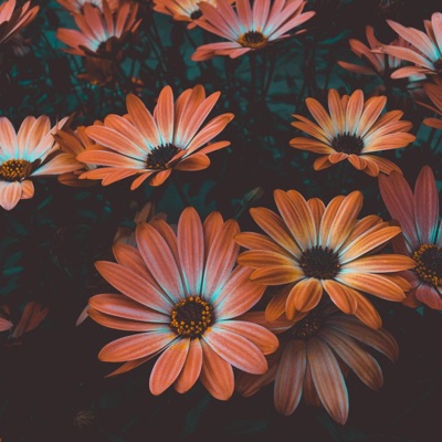 Gentle Triangles (feat. Michael Burnz) - Single