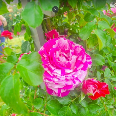 Sushi Era!! - Single