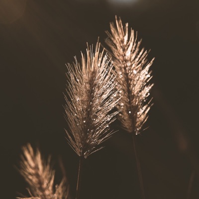 Morning Prayer Song - Single