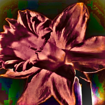 narcissus - Single