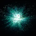 Bioluminescence