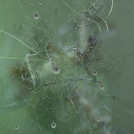 Winged (Priori Rezone) Priori