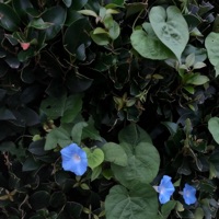 It Won't Be 4 Nothing - Single - MeekAintShit