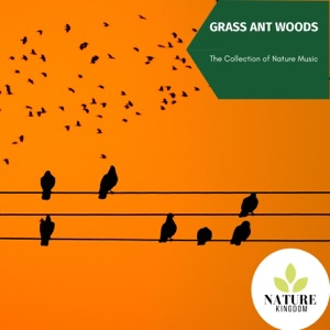 Grass Ant Woods - The Collection of Nature Music