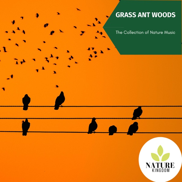 Grass Ant Woods - The Collection of Nature Music