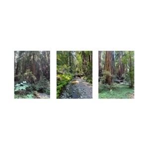 Muir Woods - Single