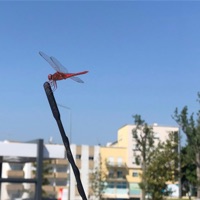 I Want 2 Live Life - Single - Casperrr