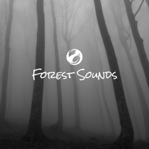 Forest Sounds At Night - EP