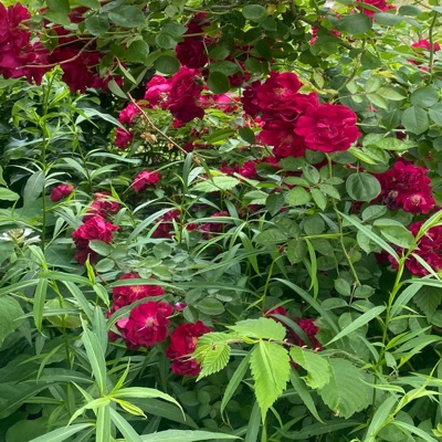 WITIT (feat. TODAYSGOLDENARKSMAN/WESSWIIILIAM) - Single