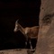 Goat - LsCaliBeatz lyrics