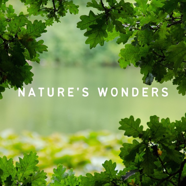 Nature's Wonders