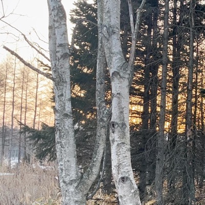 Betula Pendula - Single