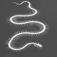 Tobacco - Single - Alethiae