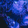 Corals - Kumatra