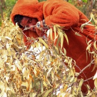 Jungle remake (feat. Electro Cee X Lil tee) - Single - Baseline rsa