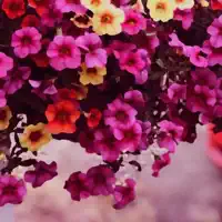 Flowers — Ritzen Town