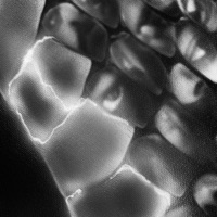 Hiss N' Slither - Single - Xzavier Stone