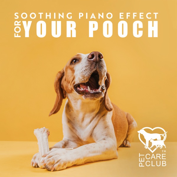 Soothing Piano Effect for Your Pooch