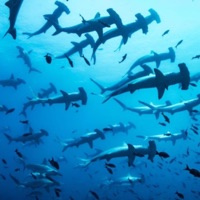 im Glad You Survived and So Is Everybody Else - Single - Valentine