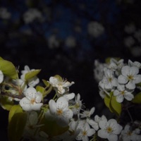 Delilah (feat. NoCharley) - Single - Clu