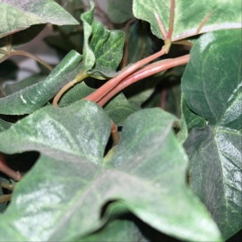 9AM Inspector Ozze & Big Chu