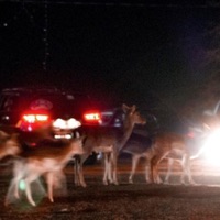 Deer In the Headlights - Single - Witch Hotel