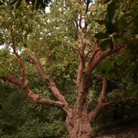 חשבון נפש שחר הלל