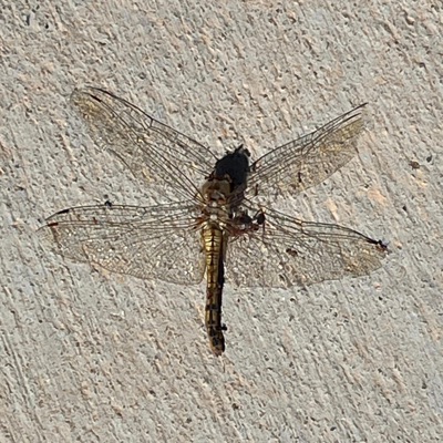 Young Dead Man_V1 (Single Mix) - Single