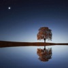 Dreamdust - Single