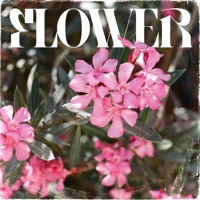 Flower - Single - NEKOB & TheMusicalcurrent