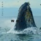 Whale - Sallinas lyrics