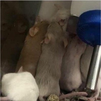 Mouse Mentality - Single