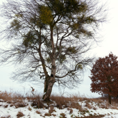 Old Viennese Dances: No. 2, Love’s Sorrow (Arr. for Piano by Sergei Rachmaninoff)