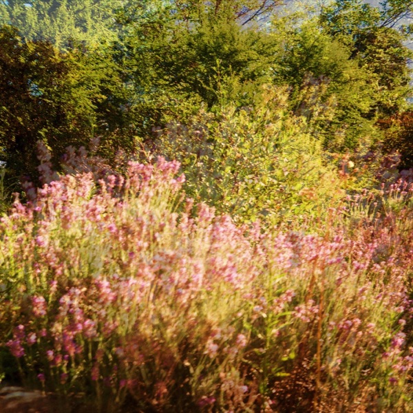 Lavanda