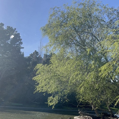 Corte Madera - Single