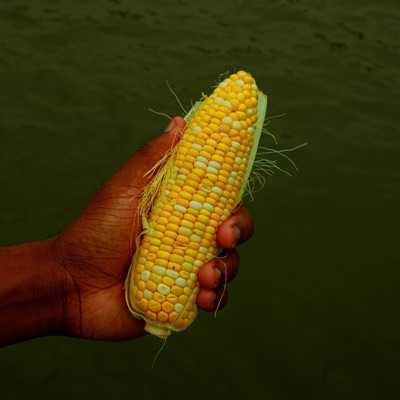 Corn on the Cob - Single