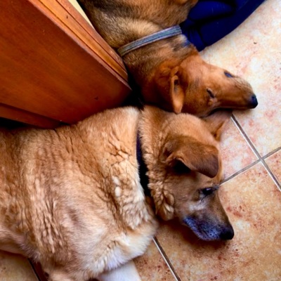 I love you Bandit - Single