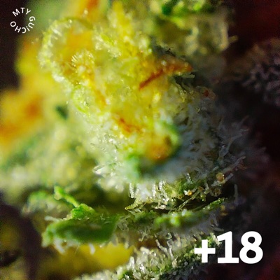 THC01 - EP